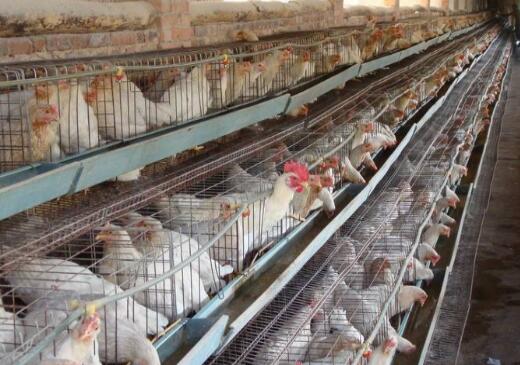 從專業(yè)到創(chuàng)業(yè) 水產(chǎn)畜牧專業(yè)畢業(yè)生的養(yǎng)雞致富之路