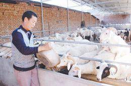 科學(xué)養(yǎng)羊 發(fā)家致富的綠色通道